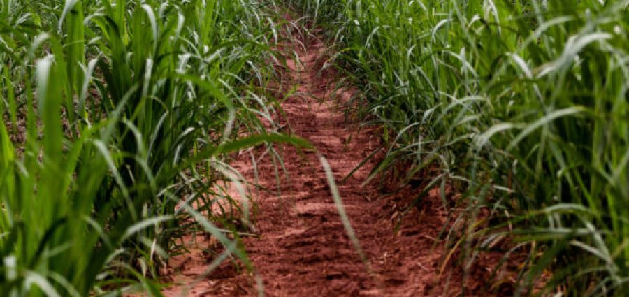 GLóRIA DE DOURADOS, MATO GROSSO DO SUL, BRAZIL - 2019/05/12: A foot path seen in a field of sugar cane.
Brazil became a model of diversification of the use of sugar cane as a raw material, manufacturing varied products from the plant.
Agriculture in Brazil is one of the main bases of the country's economy. Agriculture is an activity that is part of the primary sector where the land is cultivated and harvested for subsistence, export or trade. (Photo by Rafael Henrique/SOPA Images/LightRocket via Getty Images)